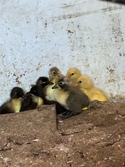 day old call ducks for sale , View more