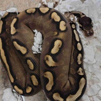 ball python Kawartha Lakes Peterborough Area Preview