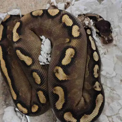 ball python, View more