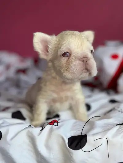 I am thrilled to introduce my girl Mia’s darling litter 8 of puppies, bursting with charm and ready...