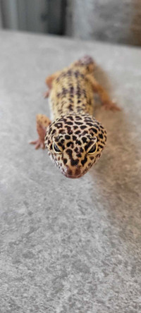 Spotted Gecko 