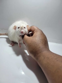 RED RATTERY ADOPTIONS Delta/Surrey/Langley Greater Vancouver Area Preview