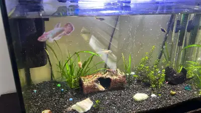 fish Aquarium , View more
