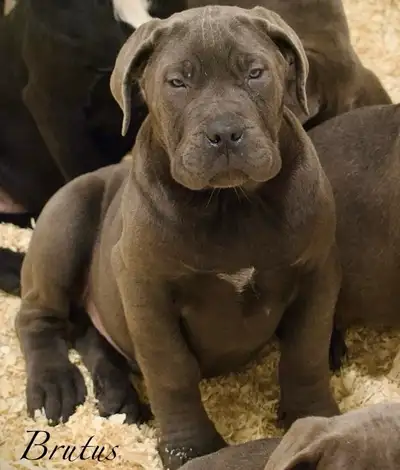 South African Boerboel Puppies, View more