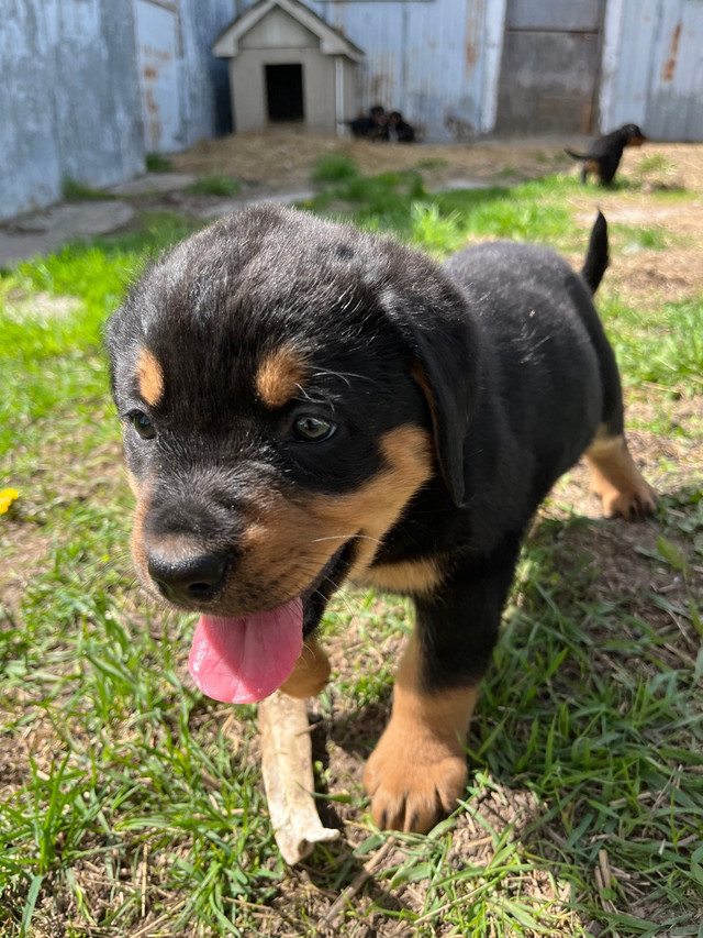 Rottweiler x Bernese Mountain Dog puppies in Dogs & Puppies for Rehoming in Oshawa / Durham Region - Image 4