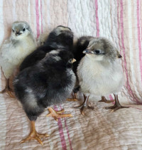 Purebred Lavender Orpington and Barred Rock Chicks 
