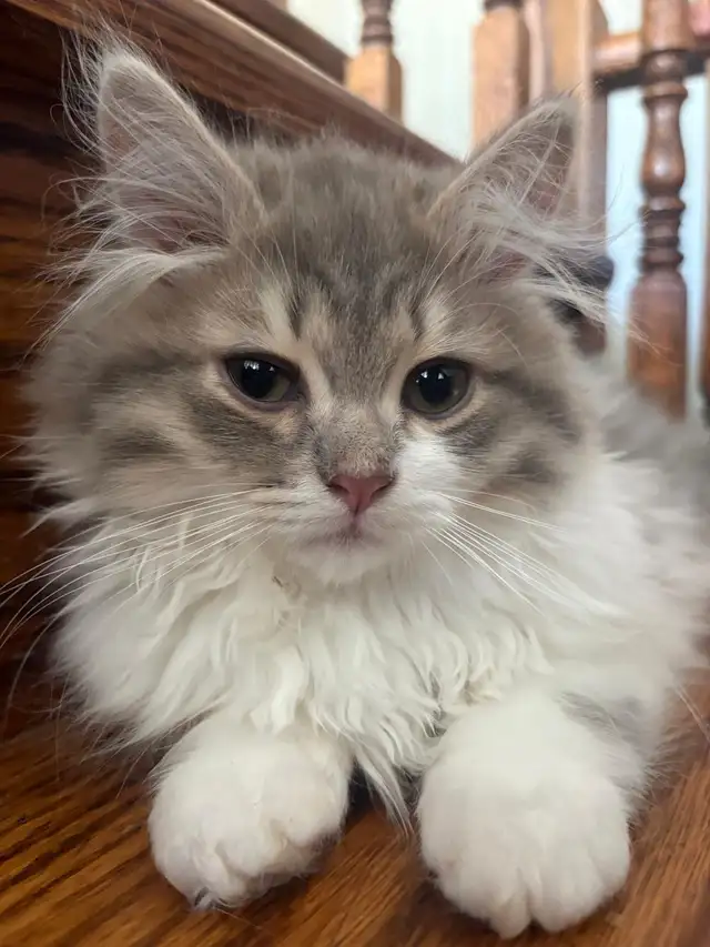 Purebred Siberian Kittens in Cats & Kittens for Rehoming in Oakville / Halton Region - Image 3