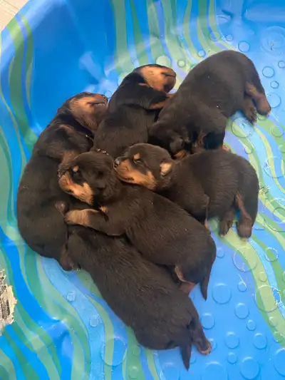 Rottweiler puppies (ALL PUPS SPOKEN FOR), View more