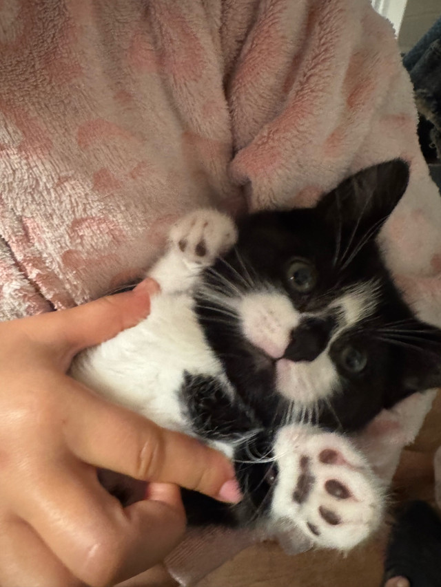 chaton a donné  dans Chats et chatons à adopter  à Granby - Image 2