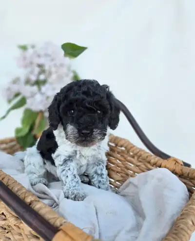 Miniature poodle puppies, View more