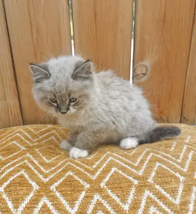Part Siamese and ragdoll kittens, View more