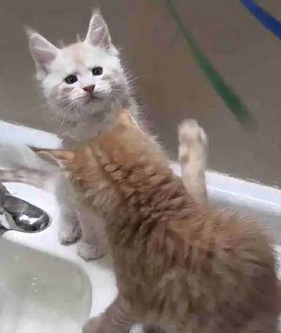 championship bloodlines TICA registered maine coon boys, View more