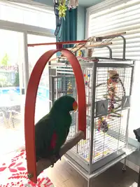 Red Sided Eclectus for sale