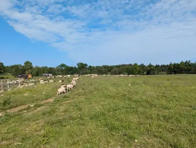 sheep flock for sale, View more
