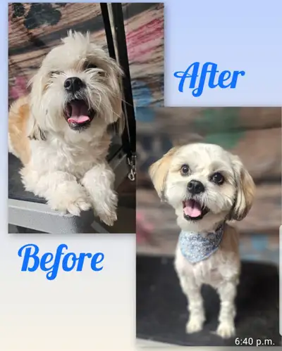 HOW TO BATH AND GROOM A DOG, View more