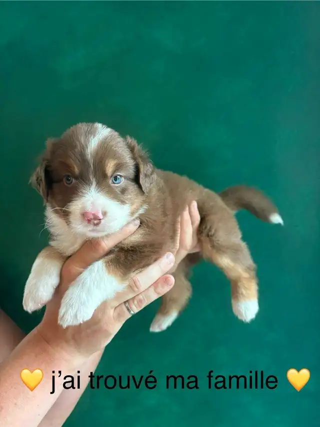 Superbe Portée de Chiots Berger Australien in Dogs & Puppies for Rehoming in Longueuil / South Shore - Image 11