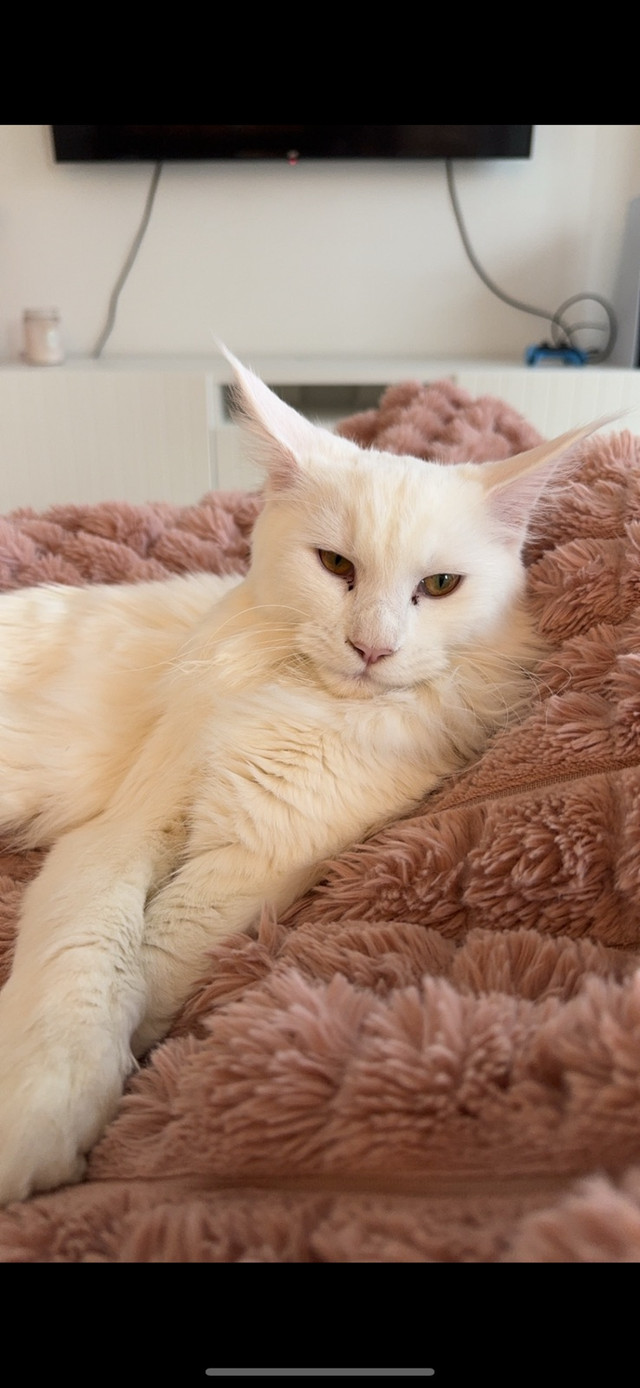 white mainecoon in Cats & Kittens for Rehoming in Abbotsford - Image 4