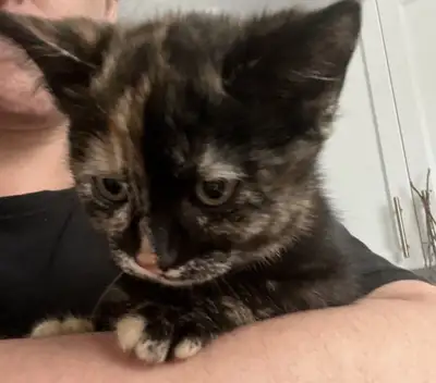 Female Tortishell Kitten- Short Hair , View more