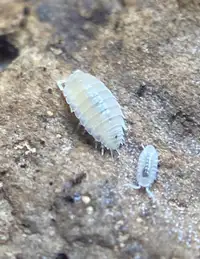 Dwarf White Isopods, Bioactive, Small Isopods