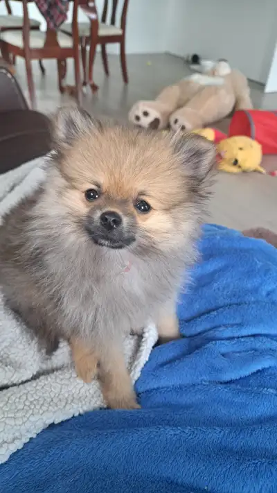 Belle petite chienne de 3 mois. Elle pèse 2.10lbs va pèse 5 lbs adulte. Aime jouer avec les autres a...
