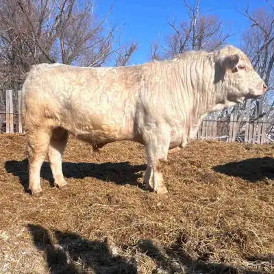2 yr old Purebred Charolais Bulls, View more