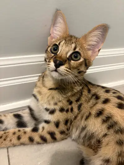 chaton Savannah F1 femelle – TICA enregistré, View more
