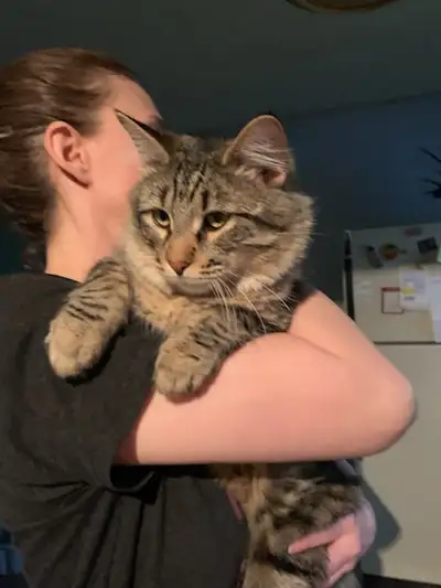 12 months, 24 months. They’re great family pets, extremely friendly and cuddly. These cats are not i...