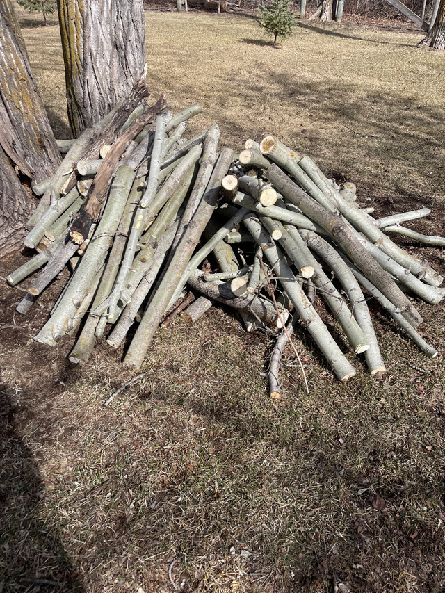 Fire wood  or logs for sale  dans Autre  à Comté de Strathcona - Image 3