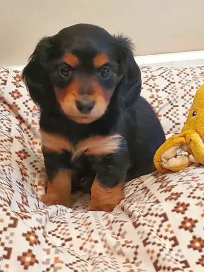Who doesn't love the classic Black and tans. These puppies are so sweet, they have lovely outgoing p...