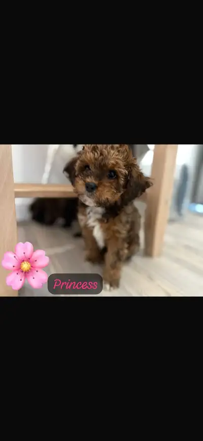 bichon shih tzu, View more