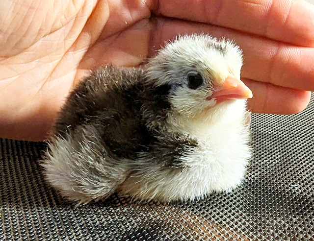 ♨️Poussin de Poule pour oeufs et chaire ♨️ dans Autres animaux à adopter  à Laurentides