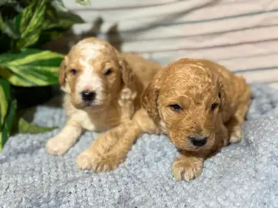 GoldenDoodle Puppies, View more
