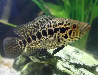 Wonderful jaguar cichlid Crazy looking patterns perfect for anyone looking for a beautiful cichlid A...