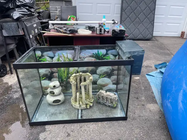 fish tank  in Fish for Rehoming in City of Toronto - Image 3