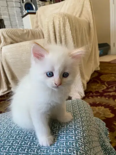 Siberian kittens Neva Masquerade Flame Point., View more