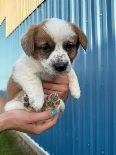 Corgi X heeler puppies! Cowboy corgis!, View more