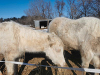 Cremello yearling for sale 