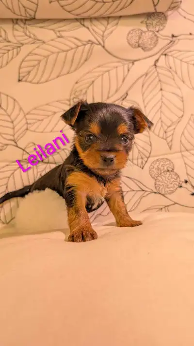 Beautiful tiny Shorkies, View more