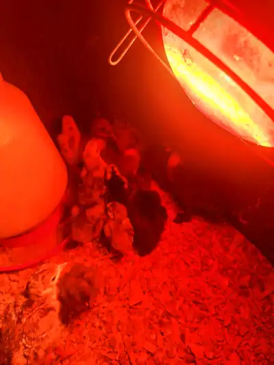 1 week old Indian runner mix ducklings for sale