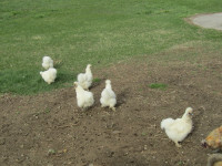 Poules Soyeuses / Silkie Chickens