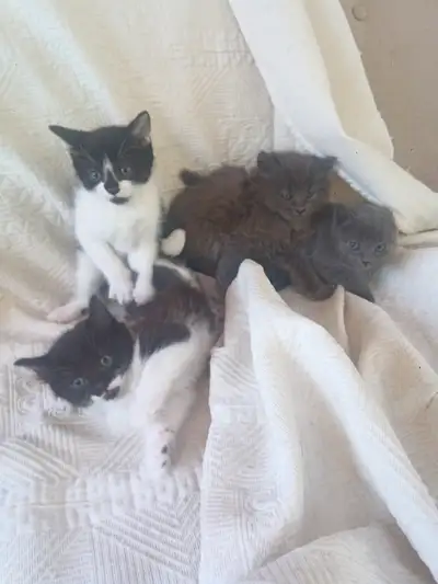 1 mâle gris 3 femelles noires et blanches