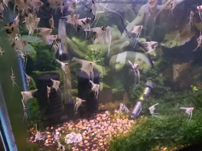 ***assorted angelfish****, View more