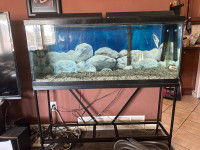 Selling 55 gallon fish tank 