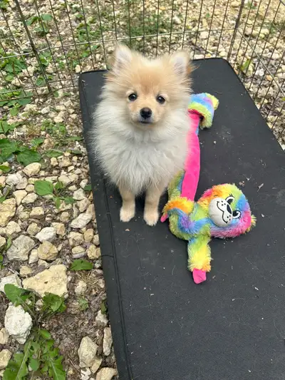  Rehoming a male puppy, View more