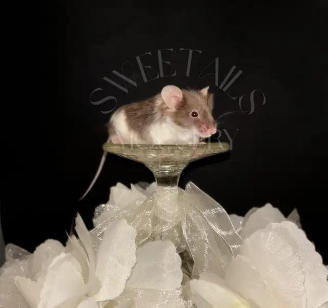fancy mice in Small Animals for Rehoming in Ottawa - Image 3