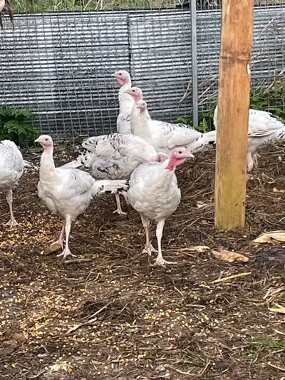  Royal Palm turkeys, View more