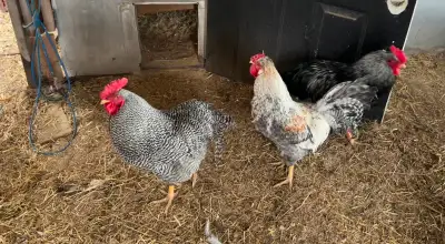 Rooster/broiler birds, View more
