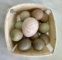 Turkey and pheasant eggs