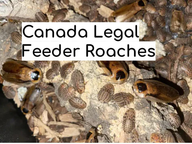 Exotic Ants | Ant Supplies | Feeders in Other in Oshawa / Durham Region - Image 3
