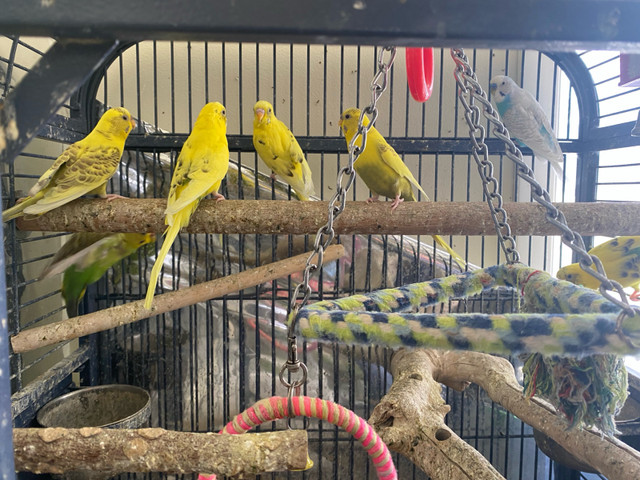 Budgies all female in Birds for Rehoming in Winnipeg